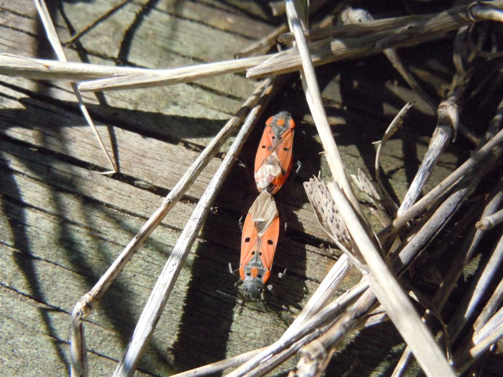 Lygaeide:Lygaeus creticus della Campania (NA)